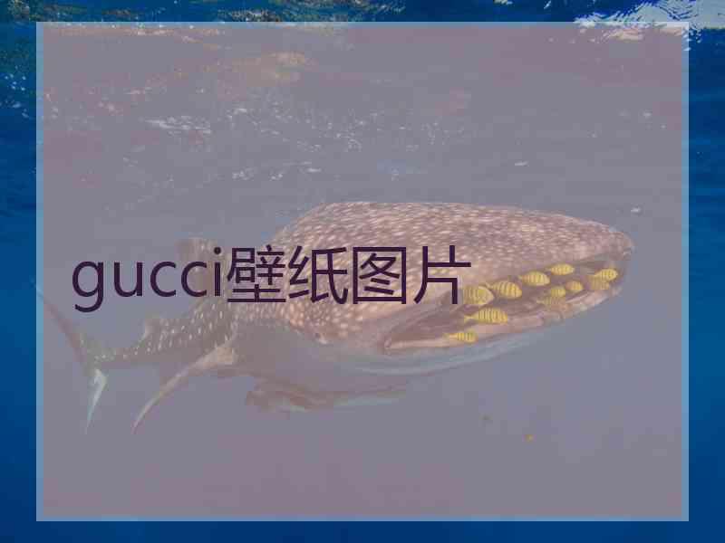 gucci壁纸图片