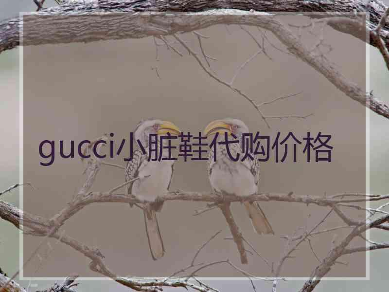 gucci小脏鞋代购价格